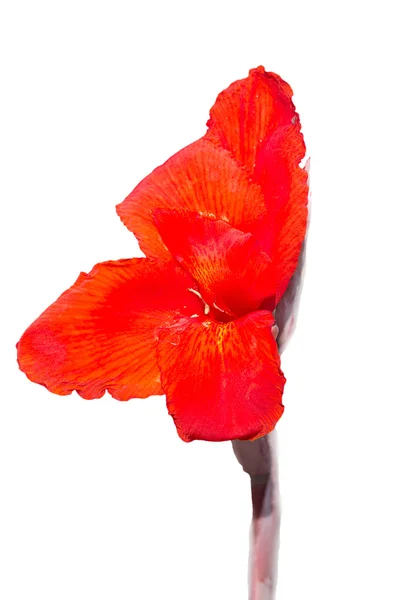 Canna flowers — Stock Photo, Image