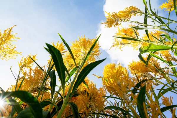 ケイトウ羽毛花 — ストック写真