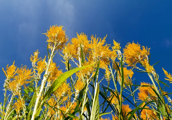 Celosia plumose flowers — Stock Photo, Image