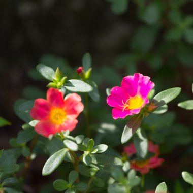 Çiçek çiçeklenme Semizotu