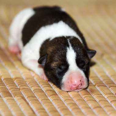 Yeni doğmuş köpek
