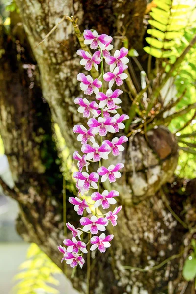 Orkide çiçek — Stok fotoğraf