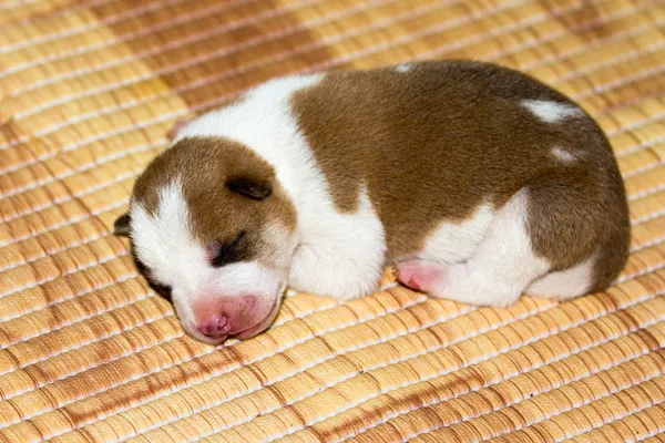 Cane appena nato — Foto Stock