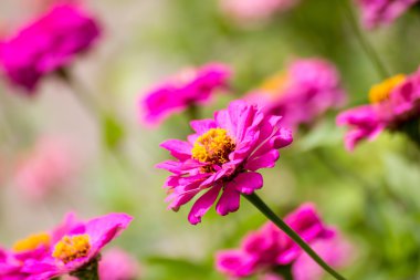 pembe zinnia., çiçekler