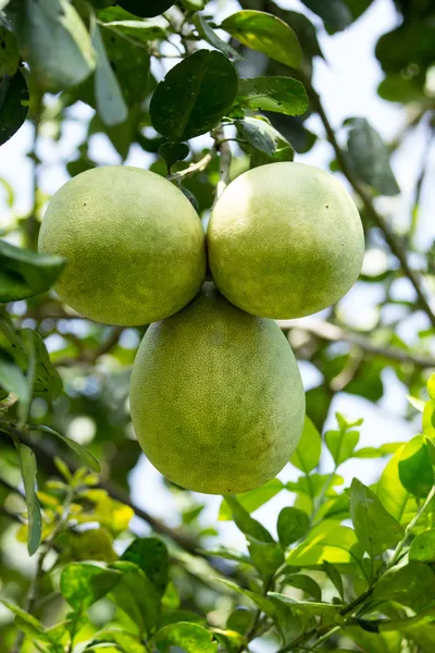 Pompelmoezen — Stockfoto