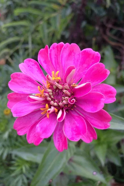 Rosa, fiore, sfondo — Foto Stock