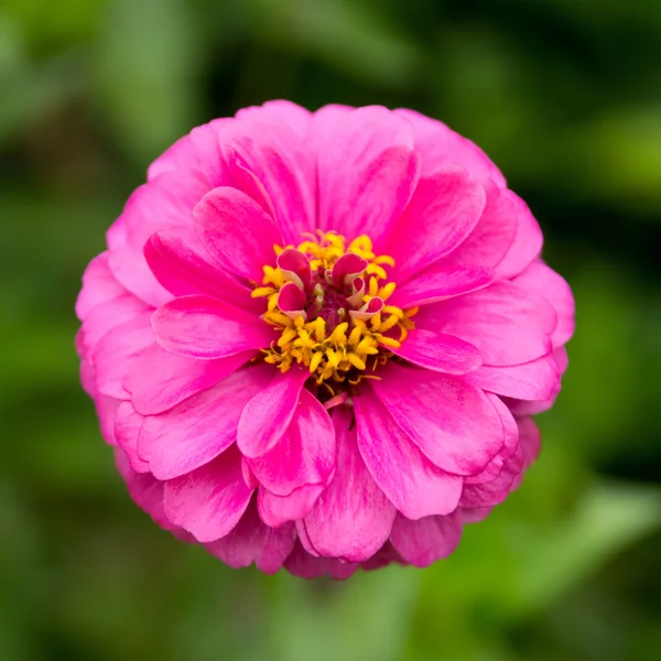 Zinnia rosa., flores —  Fotos de Stock