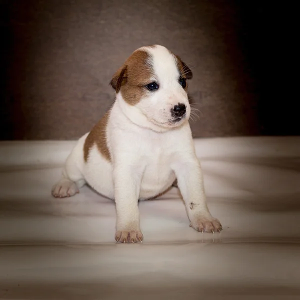 Cucciolo, cucciolo — Foto Stock