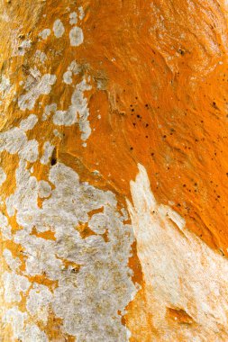 Çam ağacı kabuğu