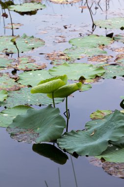 Lotus yaprağı