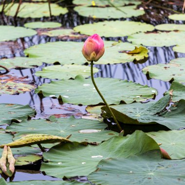 Lotus çiçek ve yaprak
