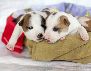 köpek, Evcil hayvan
