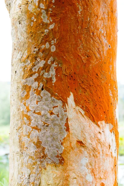 Casca de pinheiro — Fotografia de Stock