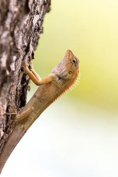 Dragão dourado — Fotografia de Stock