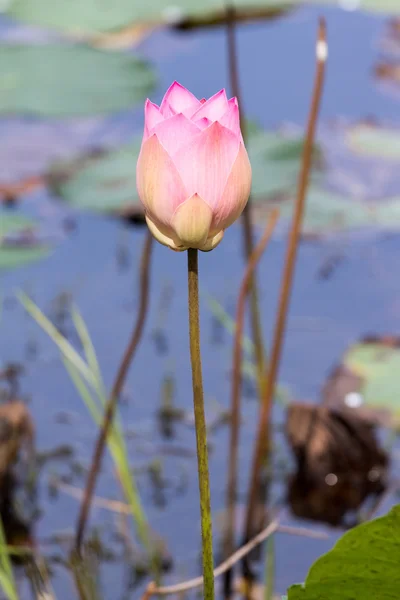 Lotus flower and leaf
