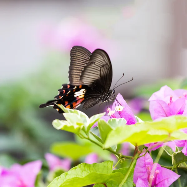 Papillon, insecte — Photo