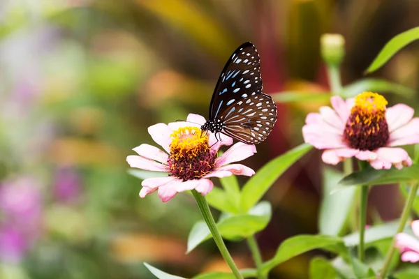 Schmetterling, Insekt — Stockfoto