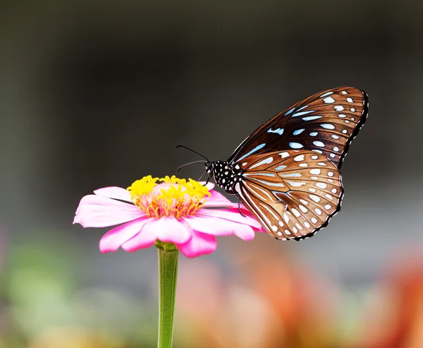 Mariposa, insecto —  Fotos de Stock