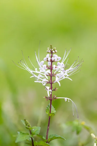 Java çay, böbrek çay bitki, cat's bıyık