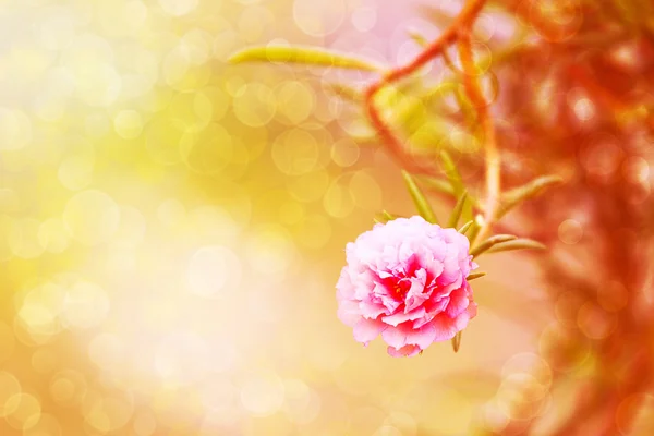 Çiçekli Semizotu, Pussley — Stok fotoğraf