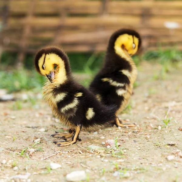 Pato — Foto de Stock