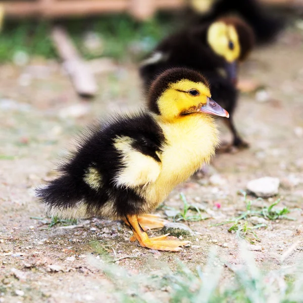 Pato — Foto de Stock