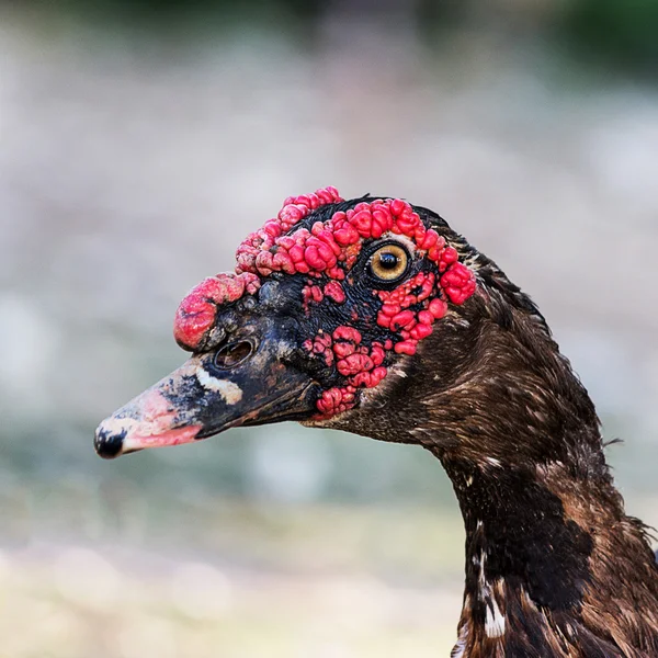 Duck — Stock Photo, Image