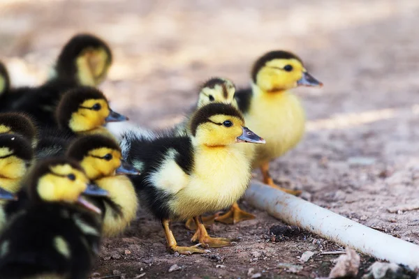 Pato — Foto de Stock