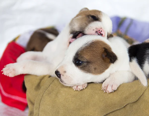 Cucciolo, cucciolo — Foto Stock