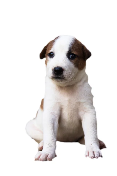 Puppy,Dog.PET — Stock Fotó