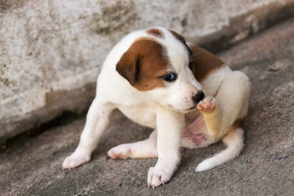 Cucciolo, cagnolino. — Foto Stock