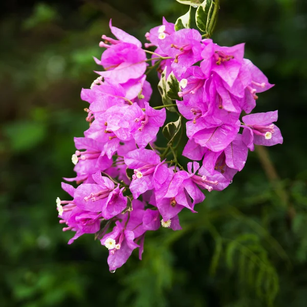 Bougainvillea flowers — Stock Photo, Image