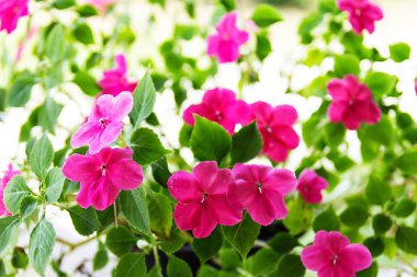 meşgul lizzie çiçekler