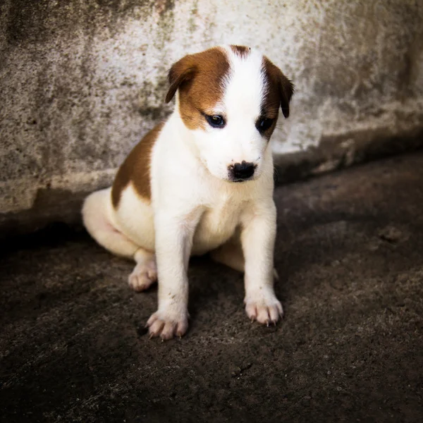 Cucciolo, cagnolino. — Foto Stock