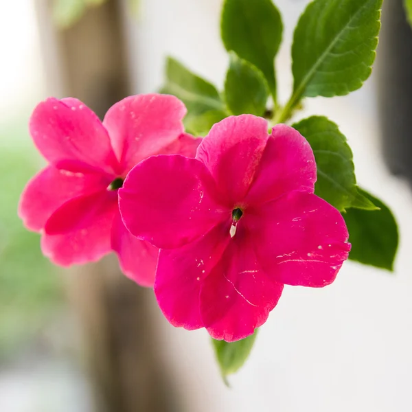 Забавные цветы Лиззи — стоковое фото