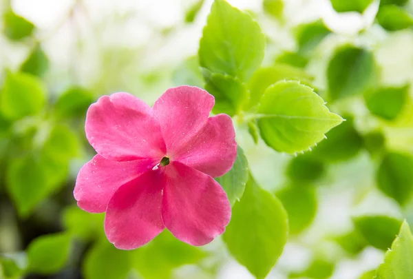 Emsige Lizzie-Blüten — Stockfoto