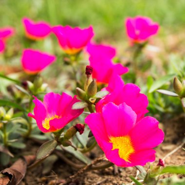 Çiçekli Semizotu, Pussley