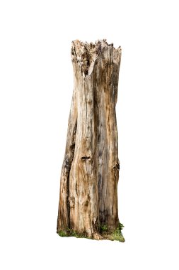 Kuru ağaç kütükleri