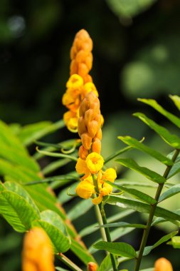 Cassia Didymobotrya
