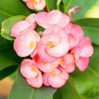 dikenli, İsa'nın diken taç