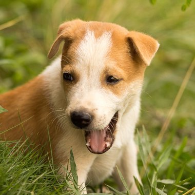 köpek, Evcil hayvan