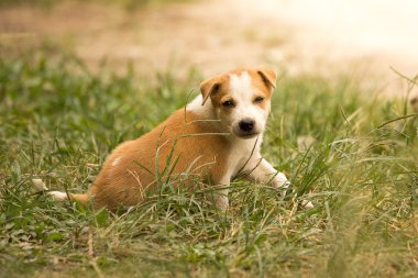 köpek, Evcil hayvan