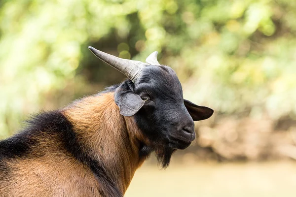 Geit, huisdier — Stockfoto