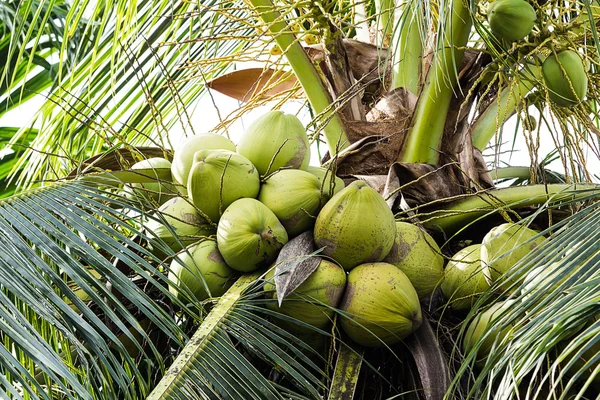 Coconut — Stock Photo, Image