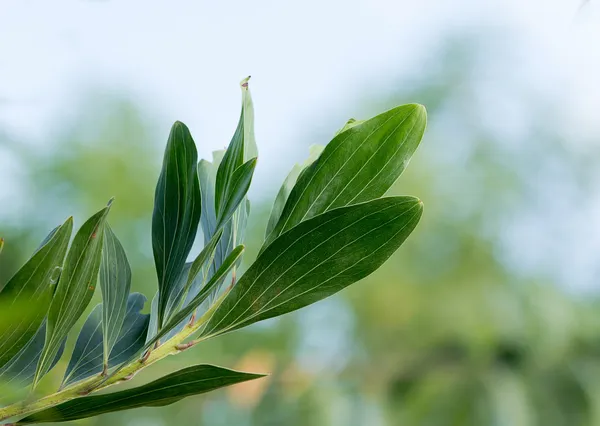 Folhas verdes — Fotografia de Stock