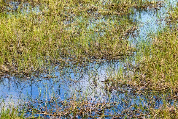 Травы в воде — стоковое фото