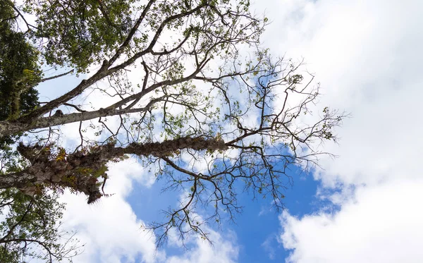 Branches — Stock Photo, Image