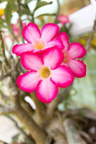 Το λουλούδι αζαλέα — Φωτογραφία Αρχείου
