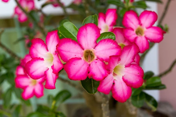 Flor de azalea —  Fotos de Stock