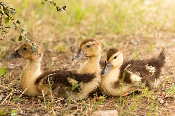 Pato — Foto de Stock